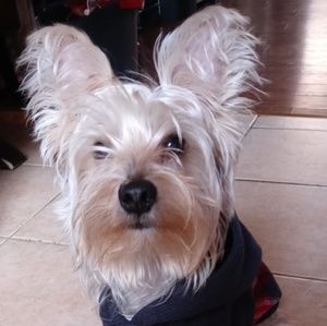 Meet your Posher, Gladys